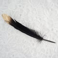 Black gilded golden gold swan feather isolated on white lace background