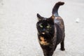 Black-ginger cat on the street