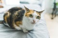 Black-ginger-and-white cat with amazing big fluorescent green eyes looking behind the camera while sitting on bed