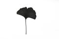 Black gingko leaf on the white paper background Royalty Free Stock Photo