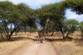 Black giraffe eating from an acacia on a pathway in the savanna of Tarangire National Park, in Tanzania Royalty Free Stock Photo