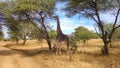 Black giraffe eating from an acacia on a pathway in the savanna of Tarangire National Park, in Tanzania Royalty Free Stock Photo