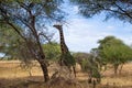 Black giraffe eating from an acacia on a pathway in the savanna of Tarangire National Park, in Tanzania Royalty Free Stock Photo