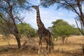 Black giraffe eating from an acacia on a pathway in the savanna of Tarangire National Park, in Tanzania Royalty Free Stock Photo