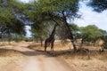 Black giraffe resting under an acacia on a pathway in the savanna of Tarangire National Park, in Tanzania Royalty Free Stock Photo