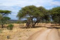 Black giraffe walking and crossing a pathway between acacias in the savanna of Tarangire National Park, in Tanzania Royalty Free Stock Photo