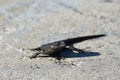 Black Girdled Lizard On Concrete Cordylus niger