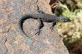 Black-girdled Lizard on a rock