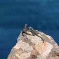 Black Girdled Lizard and Southern Rock Agama