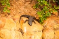 Black girdled lizard at Cape of Good Hope, South Africa