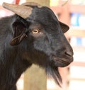 Black goat Royalty Free Stock Photo