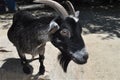 Black Goat