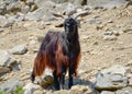 Black goat