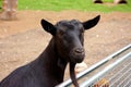 Black goat