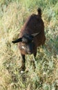 Black Goat Royalty Free Stock Photo