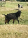 Black, goat with big horns on a meadow Royalty Free Stock Photo