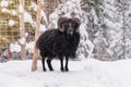 Black goat with big horns is standing on white background and looking at the camera. Winter day in rustic village. Royalty Free Stock Photo