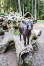 Black goat climbed on log