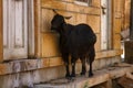 Black goat on the doorstep Royalty Free Stock Photo