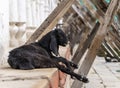 Black goat in Durbar square in Nepal, Kathmandu