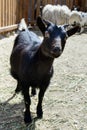 Black goat farm animal Royalty Free Stock Photo