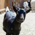 Black goat farm animal Royalty Free Stock Photo