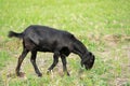 black goat in field, free. Steep goats.Goats eating grass,Goat on a pasture, Royalty Free Stock Photo