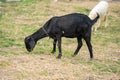 black goat in field, free. Steep goats.Goats eating grass, Royalty Free Stock Photo