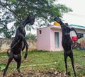 Black goat fight, Indian traditional game. Royalty Free Stock Photo