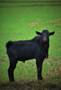 Black goat,a he-goat in the field,a goat feeding grass