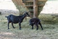 Black goat and goatling eat hay Royalty Free Stock Photo