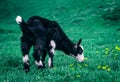 Black goat grassing on green summer meadow field at village countryside Royalty Free Stock Photo