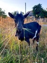 black funny goat grazes and eats grass Royalty Free Stock Photo