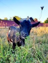 black funny goat grazes and eats grass Royalty Free Stock Photo