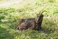 Black goat on green grass. Goat with horns Royalty Free Stock Photo