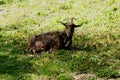 Black goat on green grass. Goat with horns Royalty Free Stock Photo