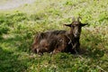 Black goat on green grass. Goat with horns Royalty Free Stock Photo