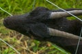 Black goat has caught herself with her horns in  fence Royalty Free Stock Photo