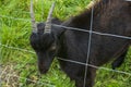 Black goat has caught herself with her horns in  fence Royalty Free Stock Photo