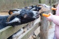 A black goat with horns peeps out from behind a fence. The animal outdoors looks at the camera. Children feed the goat