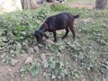 A Black Goat image in Field, Pictures of goats,Goats image, Selective Focus, Background ,Green Grass, goat Picture Royalty Free Stock Photo