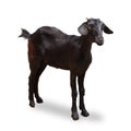 Black Goat Royalty Free Stock Photo