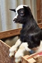 Black goat kid in corral on farm