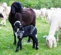 A Black goat and kid grazes in the meadow Royalty Free Stock Photo