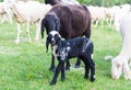 A Black goat and kid grazes in the meadow Royalty Free Stock Photo