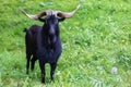 Black goat with large horns and yellow eyes on a grassy background Royalty Free Stock Photo