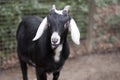 Black goat looking at a camera Royalty Free Stock Photo