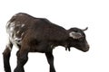 Black goat over white background Royalty Free Stock Photo