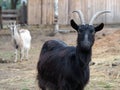 The black goat. Portrait of an animal Royalty Free Stock Photo