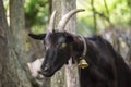 Black goat portrait with a bell at its neck.  Goat farm context Royalty Free Stock Photo